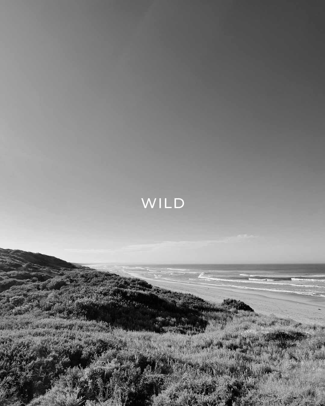 Wild Cider